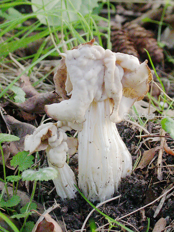 白马鞍菇(Helvella crispa)